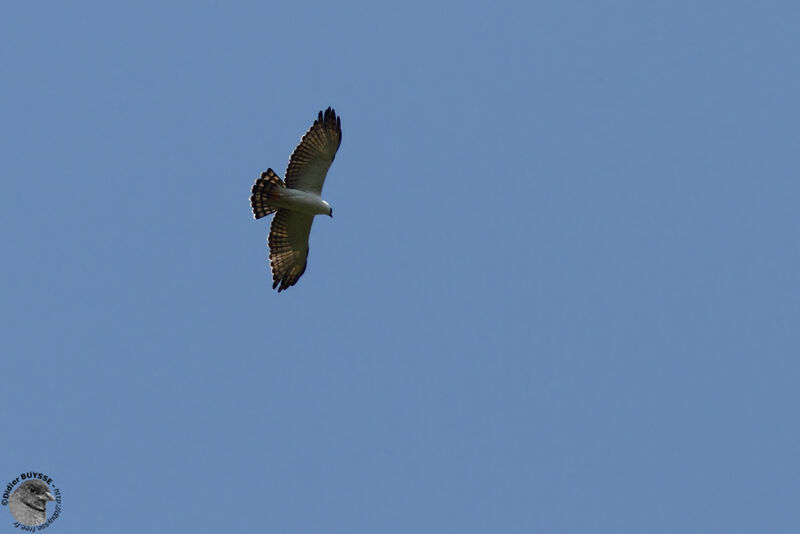 Aigle noir et blancadulte, Vol