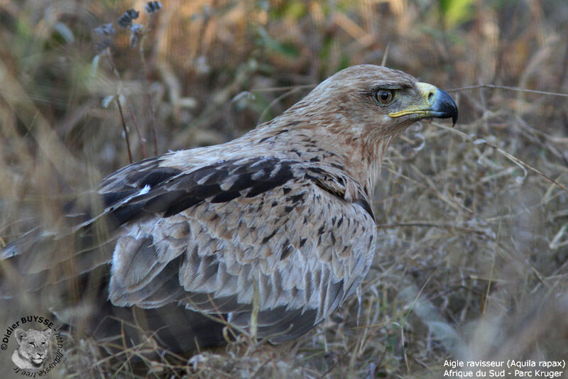 Tawny Eagle