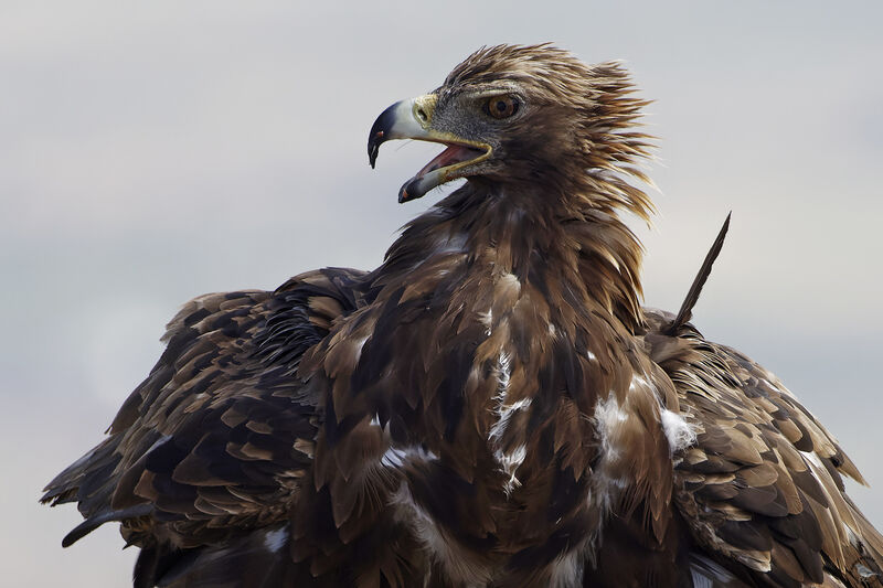 Golden Eagle