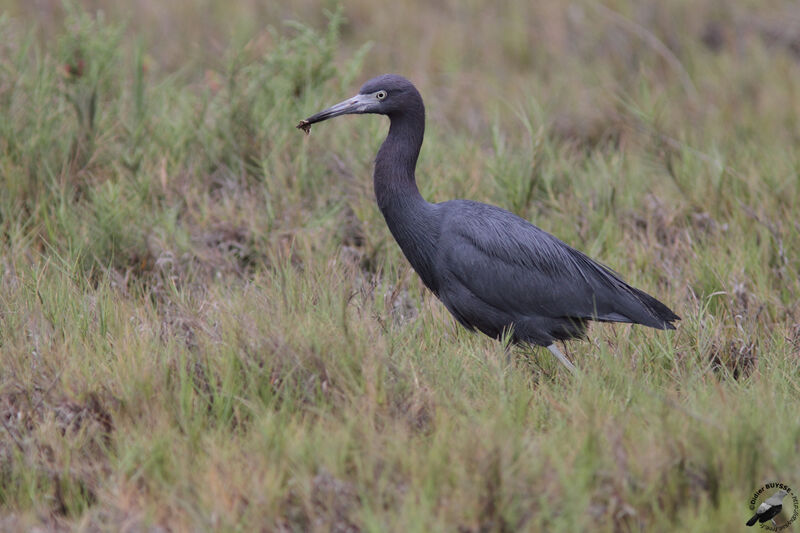 Little Blue Heronadult, identification, feeding habits