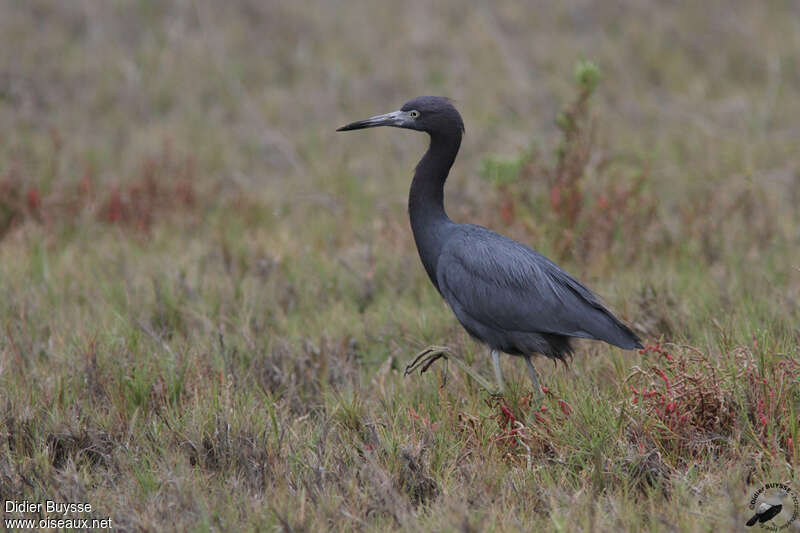 Little Blue Heronadult, identification