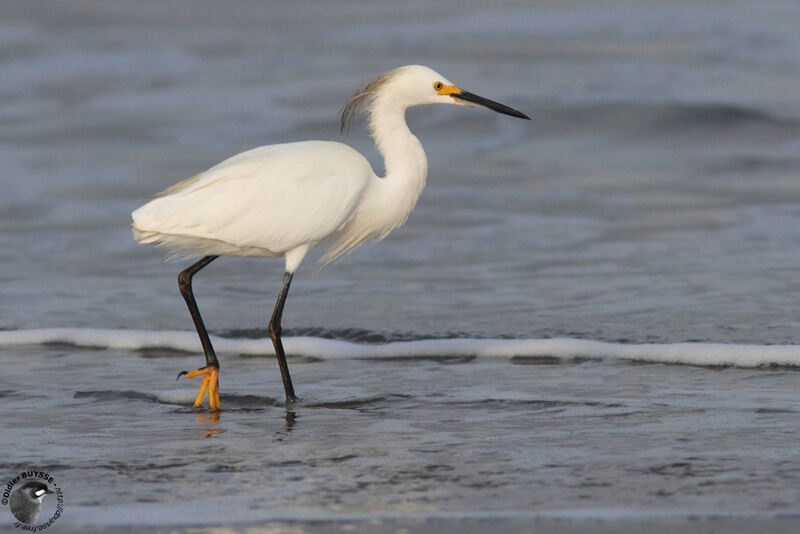 Aigrette neigeuseadulte, identification