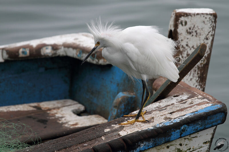 Aigrette neigeuseadulte, identification