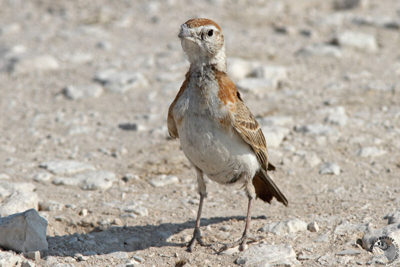 Red-capped Larkadult, identification