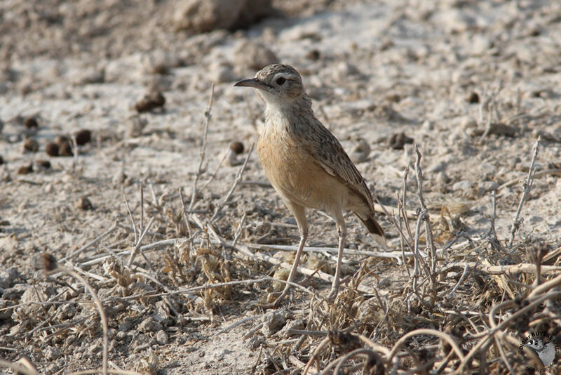 Spike-heeled Larkadult, identification