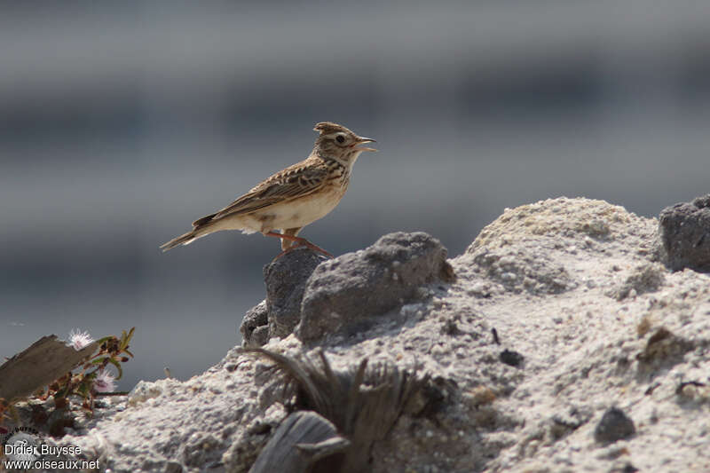 Oriental Skylarkadult, song