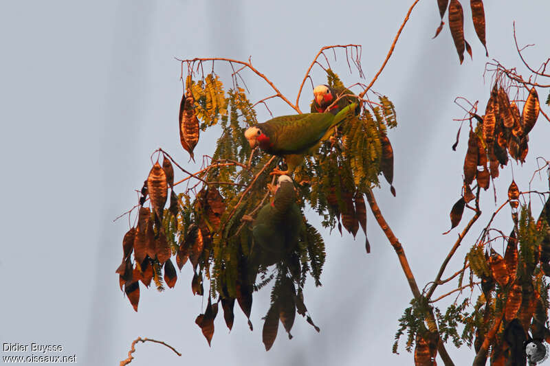 Amazone de Cubaadulte, habitat, mange