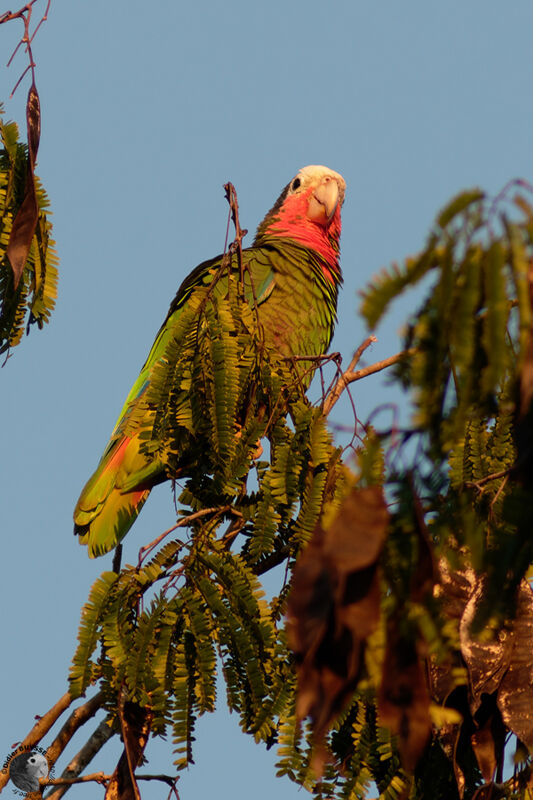 Amazone de Cuba