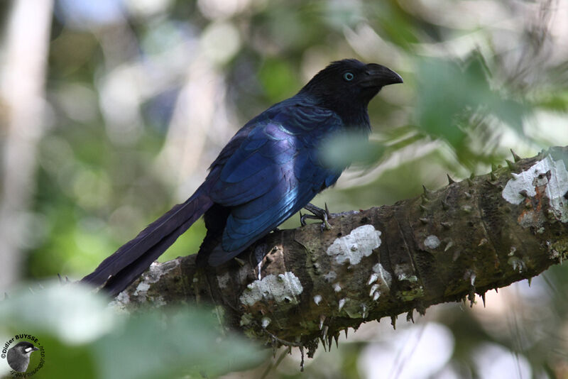 Greater Aniadult, identification