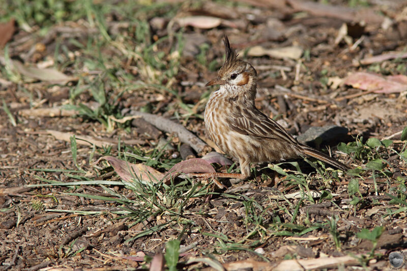 Lark-like Brushrunneradult breeding, identification, walking