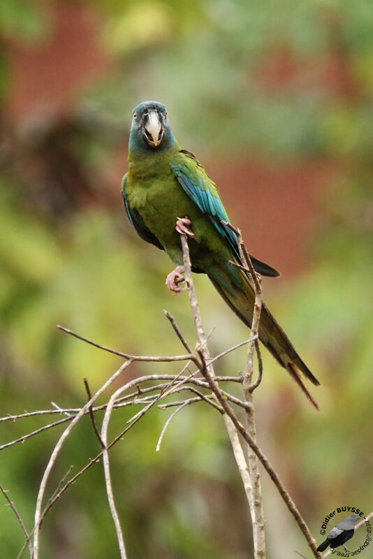 Ara de Coulonadulte, identification