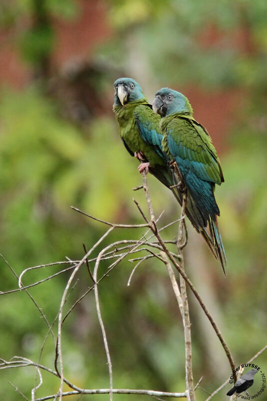 Ara de Coulon, identification