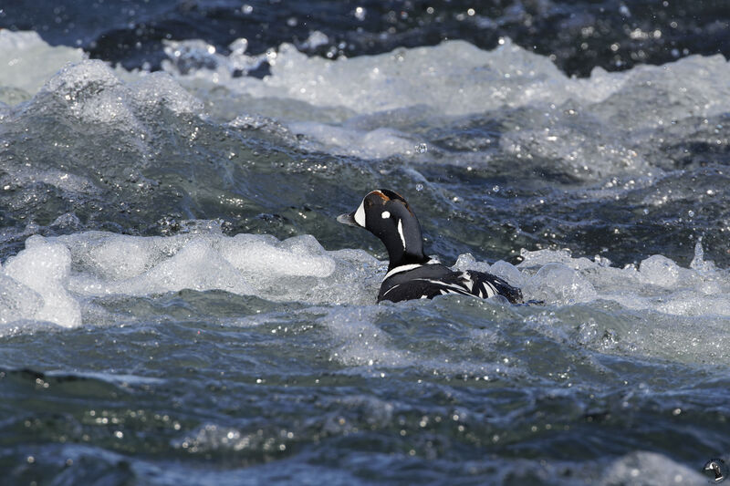 Arlequin plongeur mâle adulte, nage, pêche/chasse