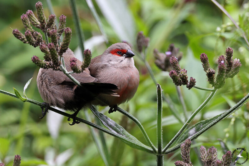 Common Waxbilljuvenile, identification