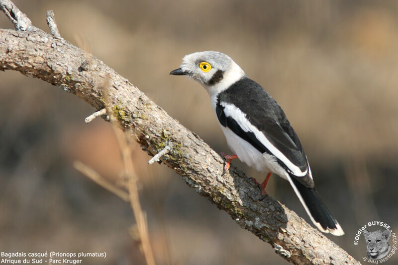 White-crested Helmetshrike