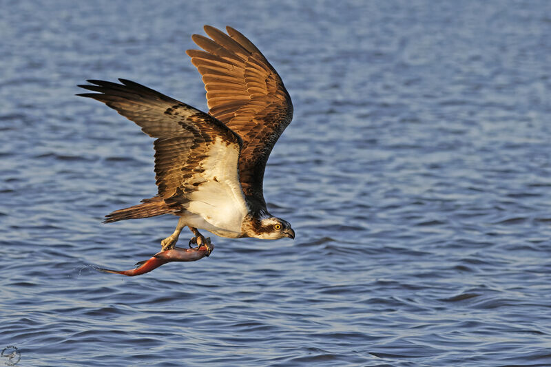 Balbuzard pêcheuradulte, Vol, pêche/chasse