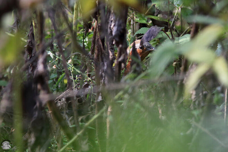 Chinese Bamboo Partridgeadult, habitat, walking