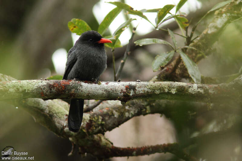 Barbacou unicoloreadulte, habitat