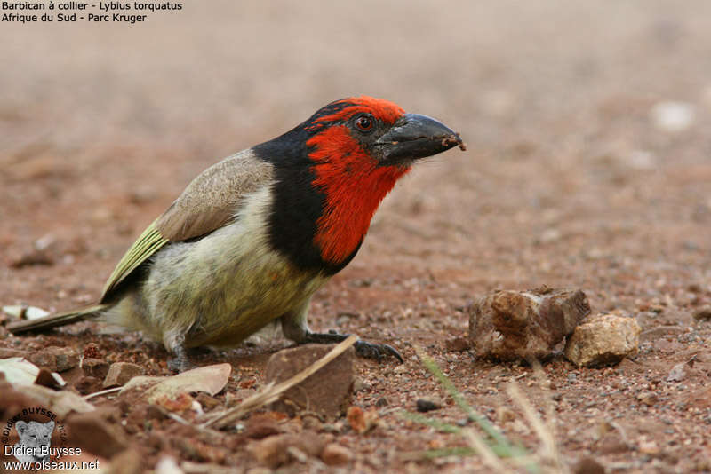 Black-collared Barbetadult, identification