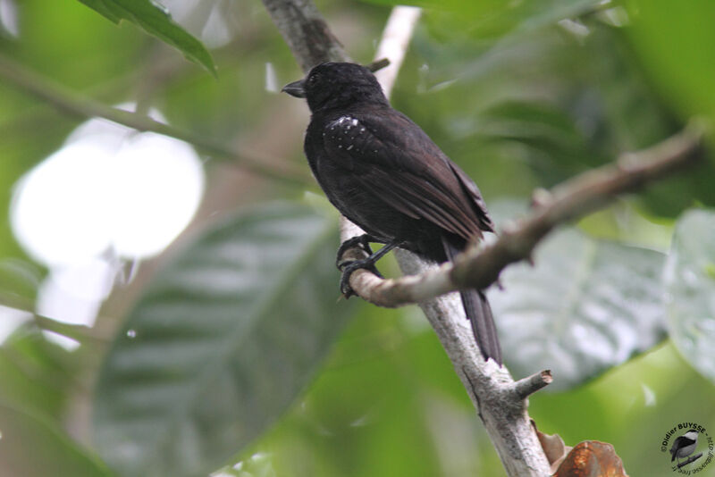 Black-hooded Antshrike male adult, identification