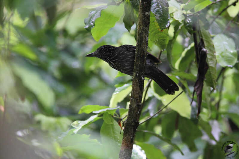 Batara capucin femelle adulte, identification