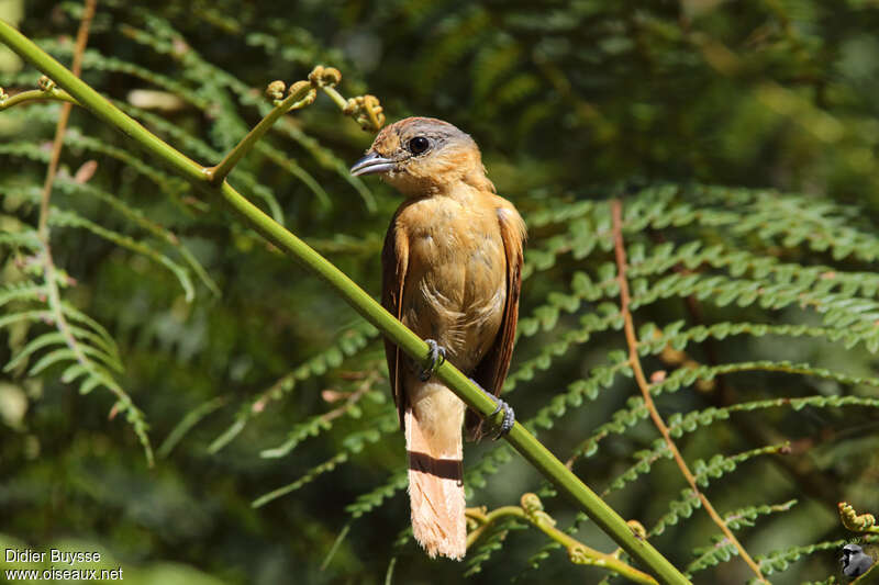 Chestnut-crowned Becardadult, identification