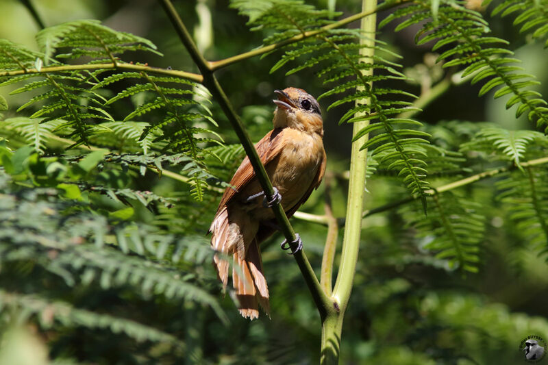 Chestnut-crowned Becardadult, identification