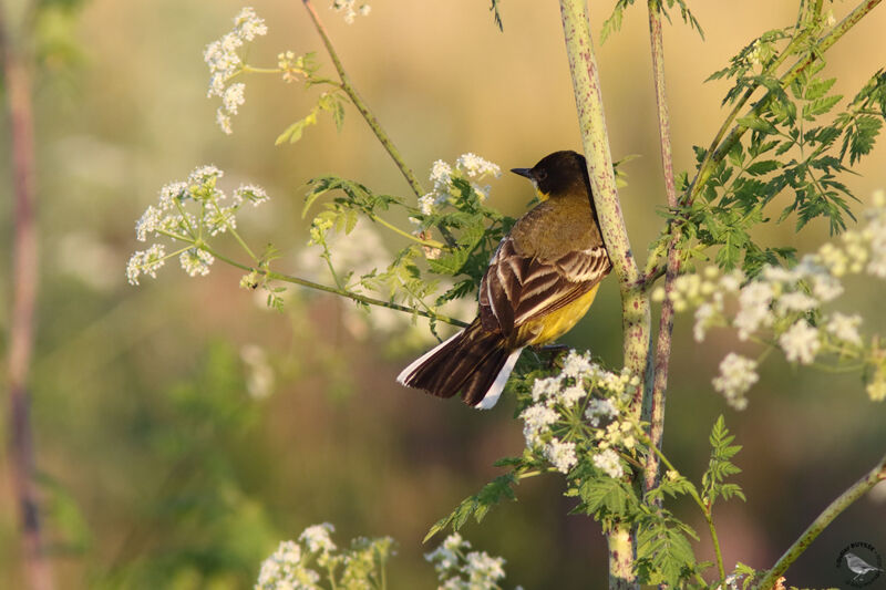 Western Yellow Wagtail (feldegg)adult, identification