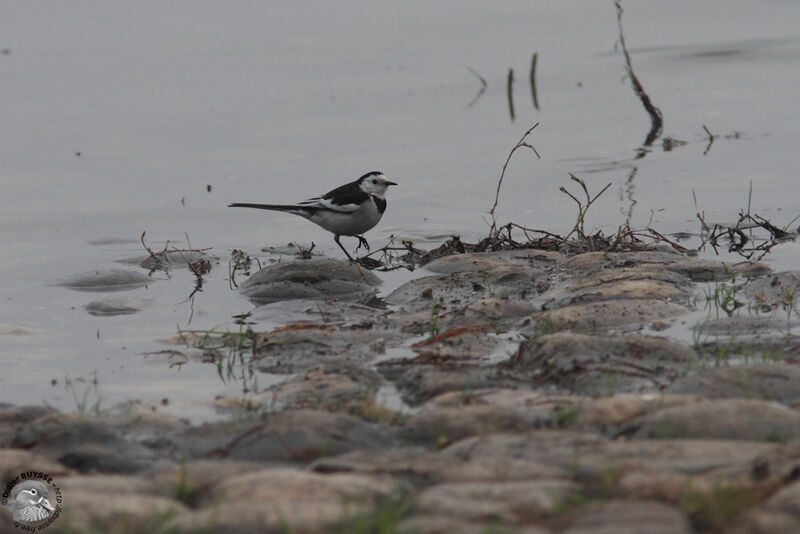 White Wagtailadult, identification