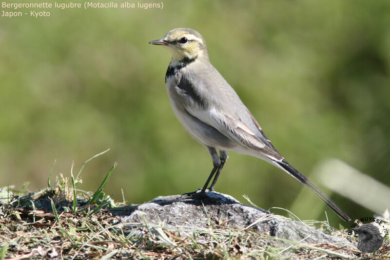 White Wagtail (lugens)