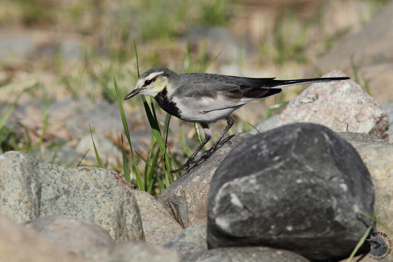 Bergeronnette lugubreimmature, identification