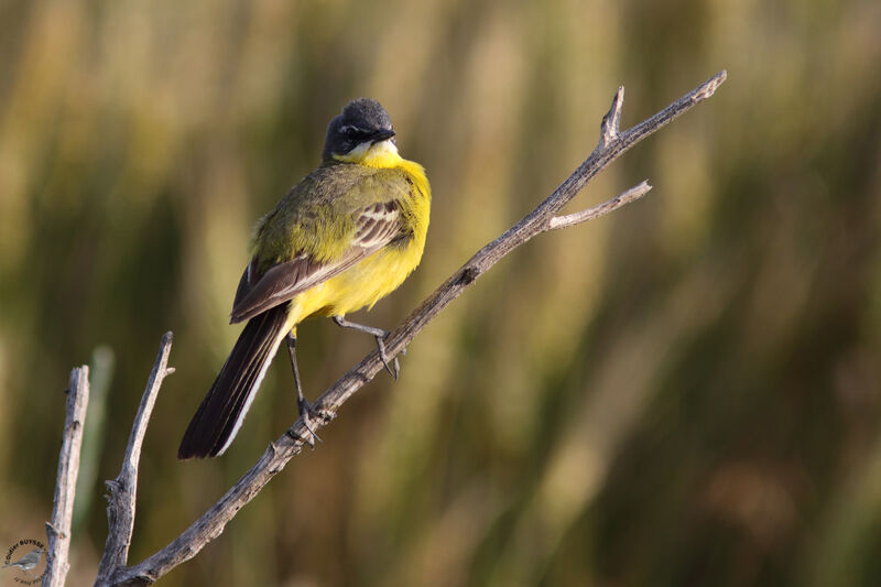 Western Yellow Wagtail