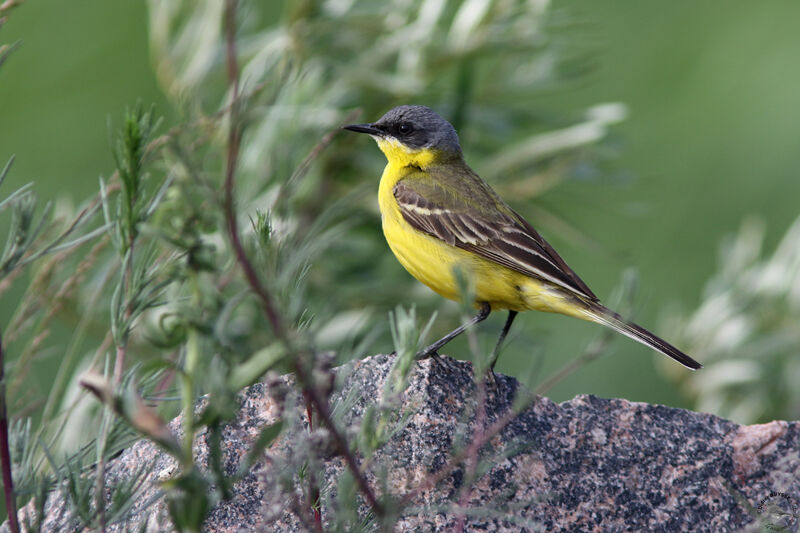 Western Yellow Wagtail male adult breeding, identification