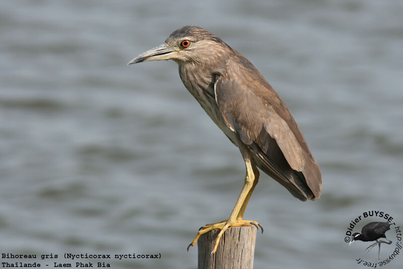 Black-crowned Night Heronimmature