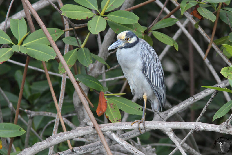 Yellow-crowned Night Heronadult, identification