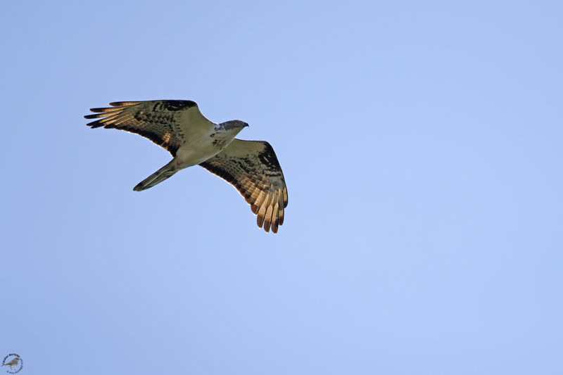 European Honey Buzzardadult, Flight