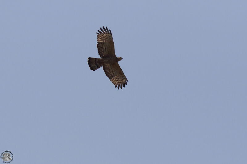 Crested Honey Buzzard, Flight