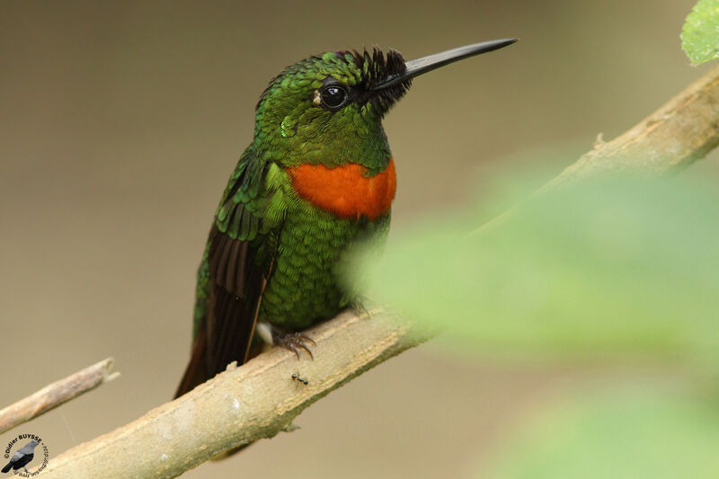 Gould's Jewelfront male adult, identification