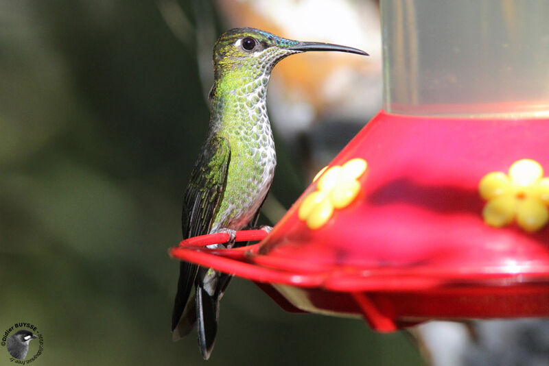 Violet-fronted Brilliant female adult breeding, identification