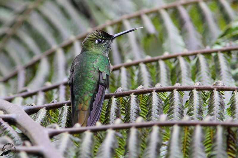 Violet-fronted Brilliant male adult, identification