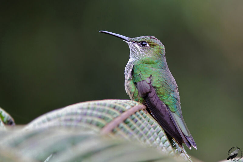 Violet-fronted Brilliant female adult, identification