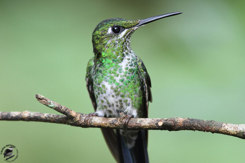 Green-crowned Brilliant female adult, identification