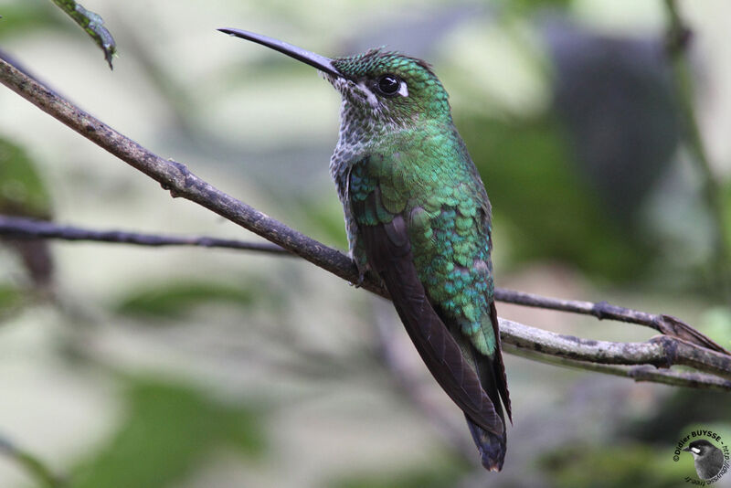 Green-crowned Brilliant female adult, identification