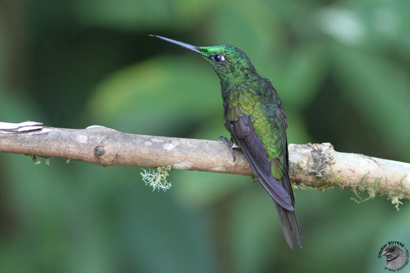 Empress Brilliant male adult, identification