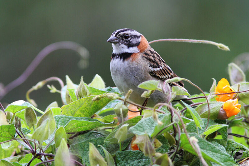 Bruant chingoloadulte, identification