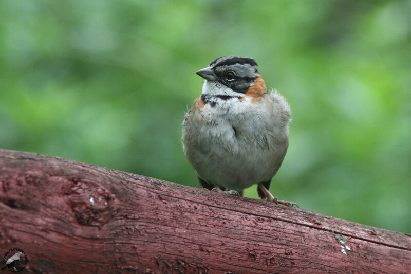 Bruant chingoloadulte, identification