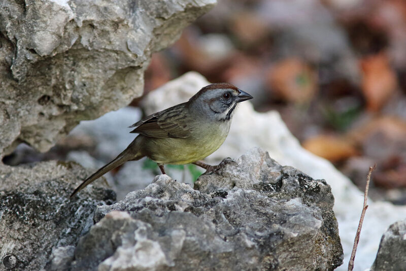 Zapata Sparrowadult, identification