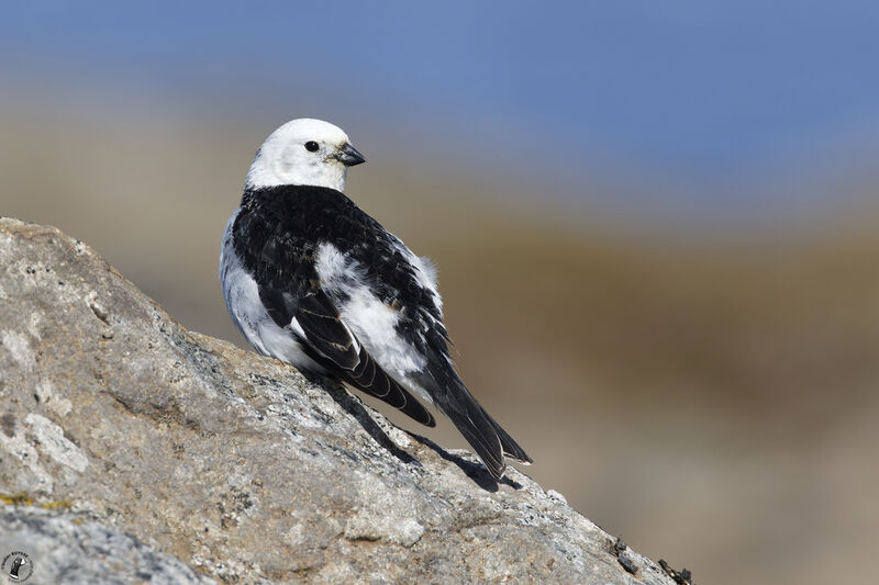 Snow Bunting