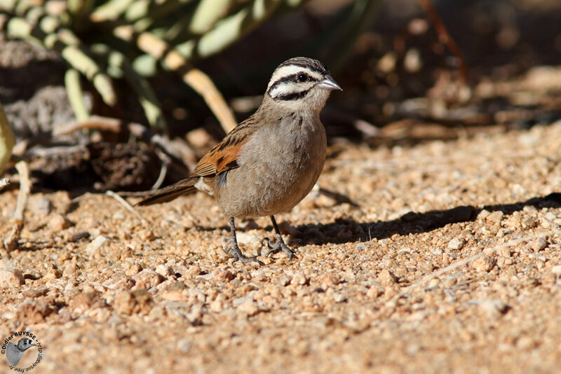 Cape Buntingadult, identification