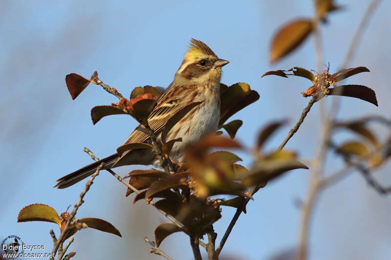 Yellow-throated Bunting female adult, identification